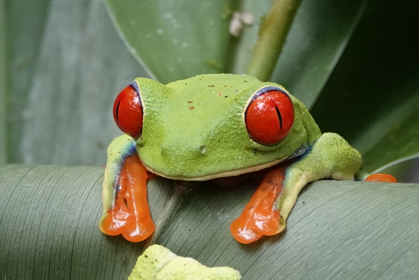 Grenouille aux yeux rouges au Ranario de Santa Elena